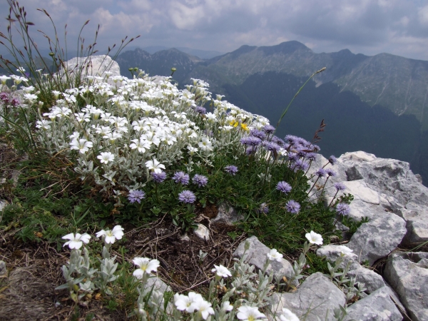 Fioriture in quota